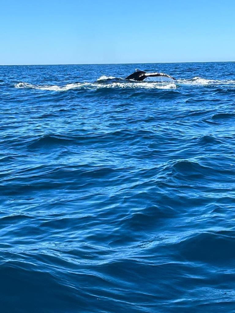 Hotel- Whale Tours And Sport Fishing Vista Mag-Bay Puerto San Carlos Exterior foto